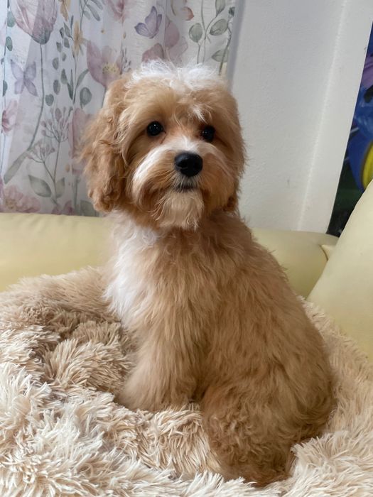Cavapoo śliczny piesek