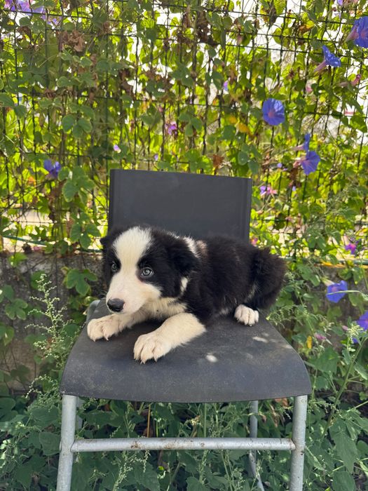 Menino Border Collie Preto Lindo