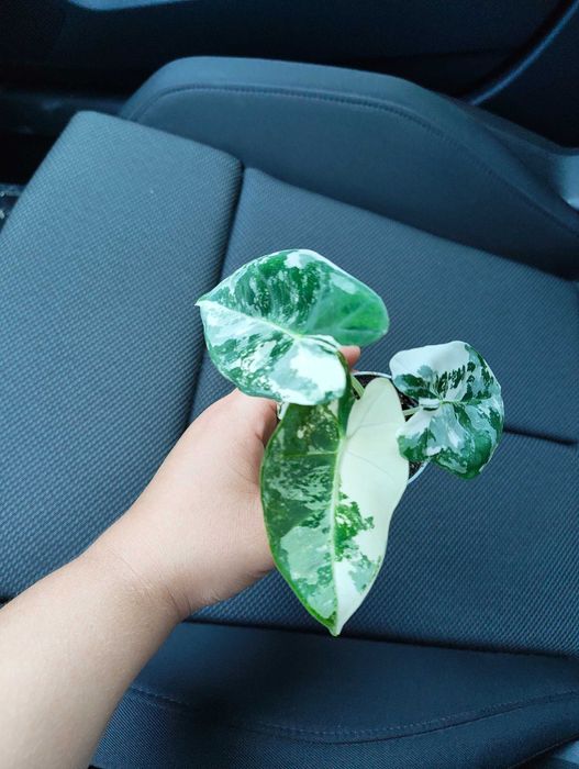 Alocasia Frydek Variegata