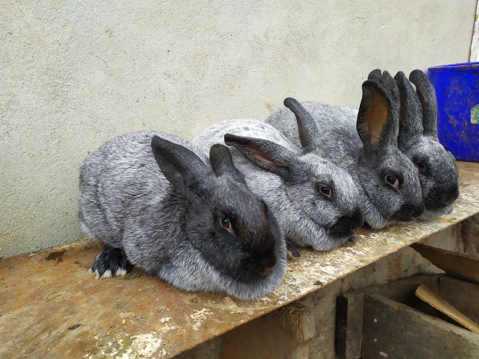 Продаю кролі Полтавське срібло