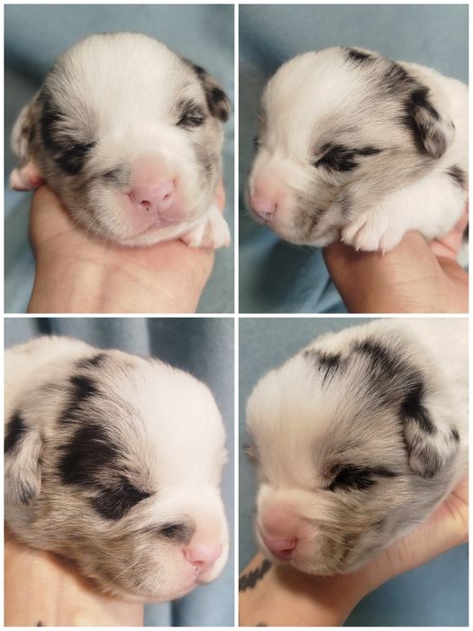 Welsh Corgi Cardigan FCI