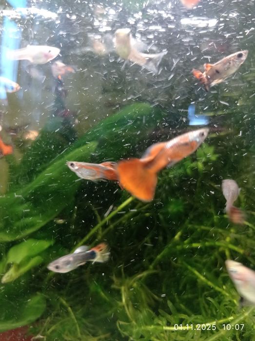 Продам рыбок гуппи