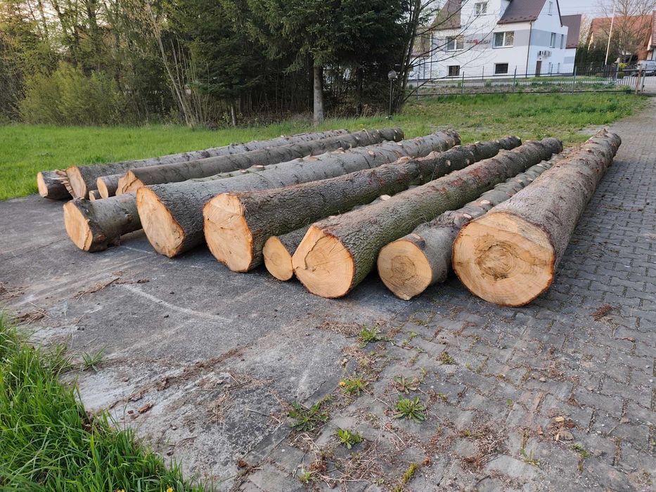 Pnie jodłowe 5m-