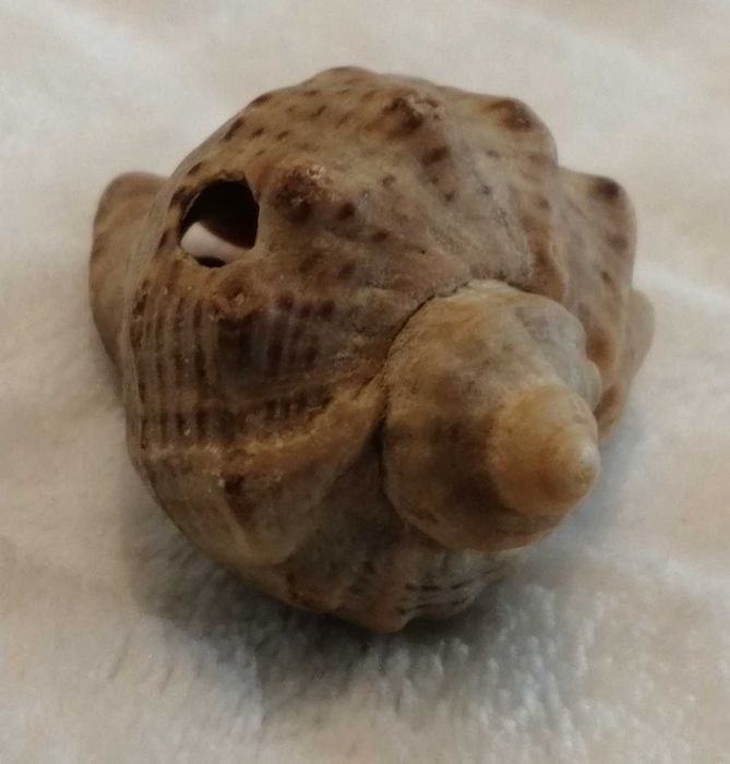 Muszla 4,2cm, 64 (Kreatywne)