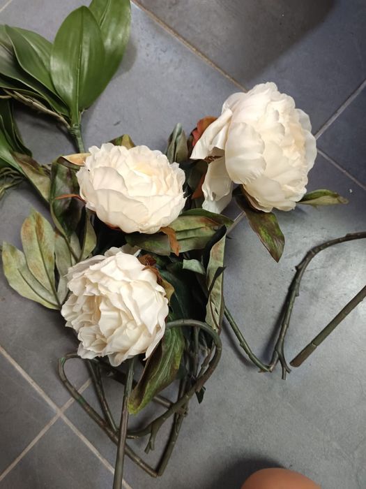 Vendo plantas decorativas