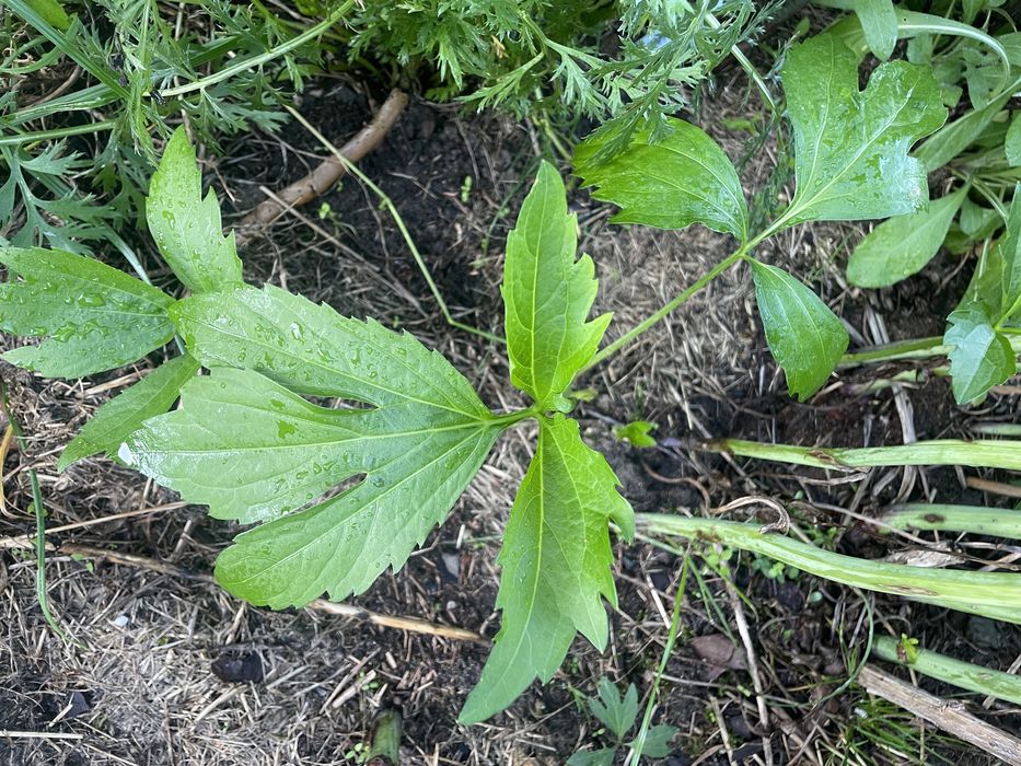 Brunery ,Miodunki i byliny wieloletnie