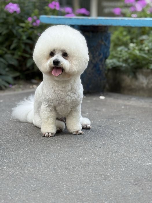 Бішон фрізе вязка