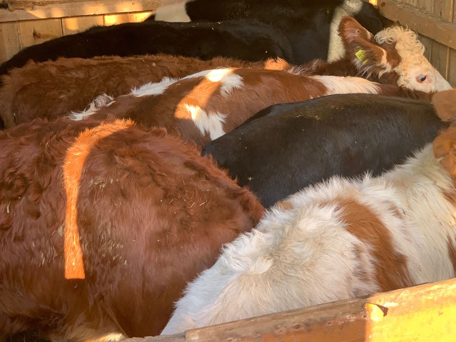 Sprzedam odsadki zegnane z pola