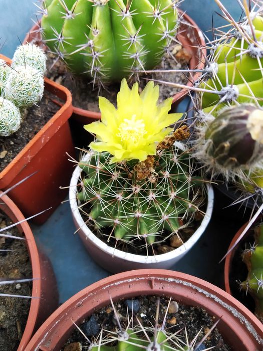 Кактус Хаматокактус