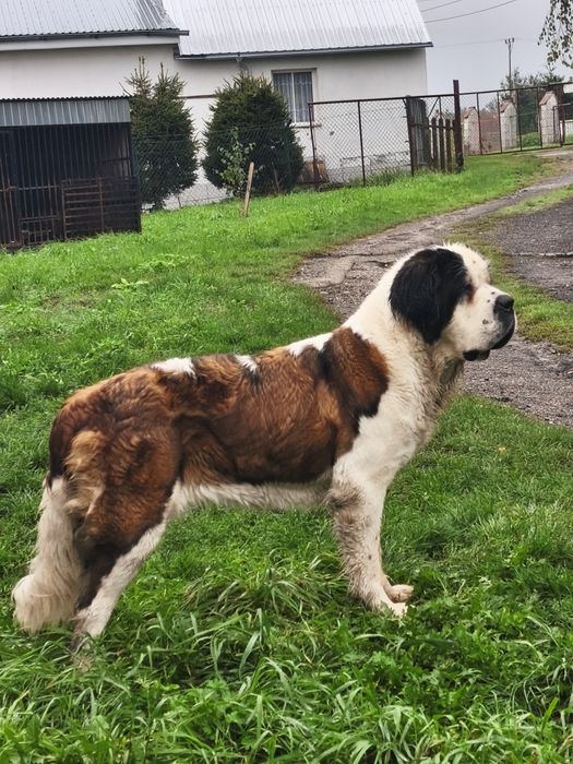 Bernardyn  ZKWP FCI suka długowłosa