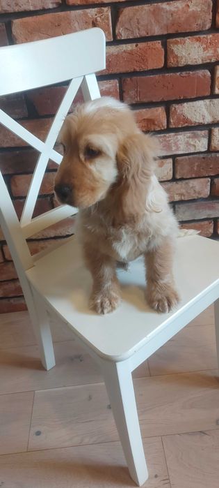 Cocker spaniel angielski Śliczny chłopczyk do odbioru