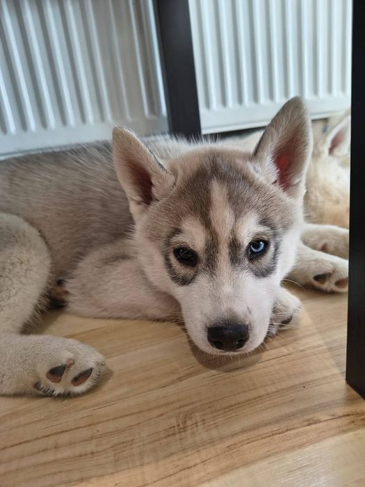 Piesek z heterochromią Siberian Husky  szczeniak zkwp fci