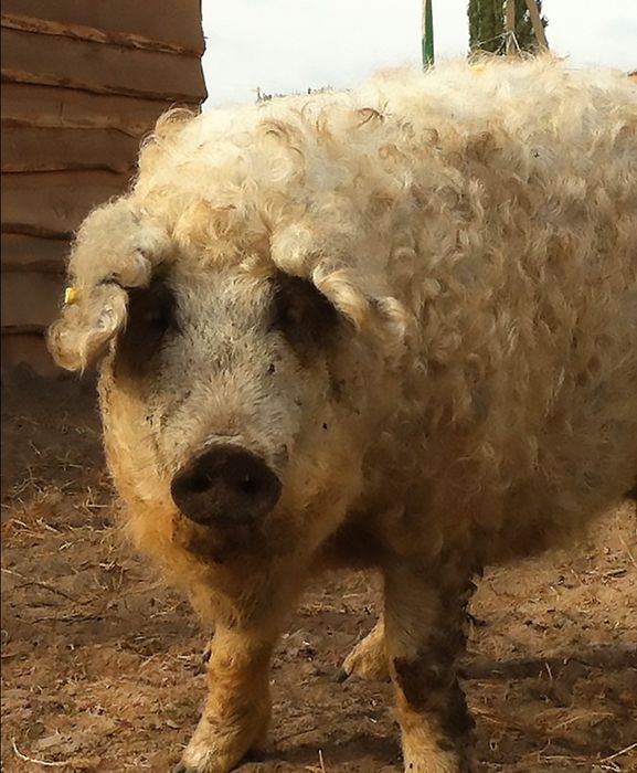 Продаю мангалицю .150 кг приблизно по гарній ціні  120  за кг.