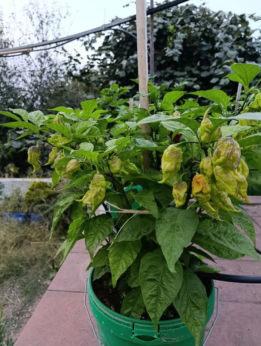 Plantas de Carolina reaper e ghost pepper já transplantadas em balde de 25 litros