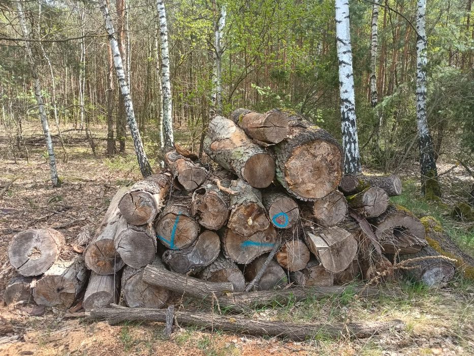 Sprzedam drewno opałowe i kominkowe