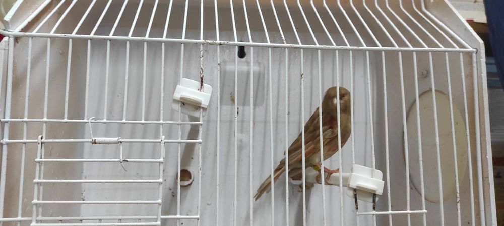 Cedo fêmeas de canário de 2024