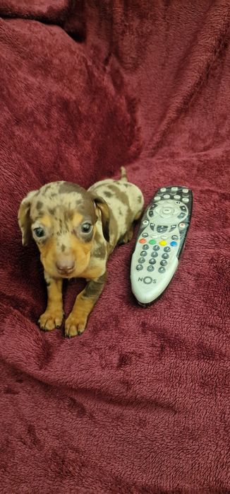 Femea Teckel Arl chocolate