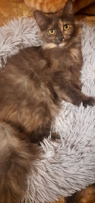 Котята, коты и кошки бесплатно