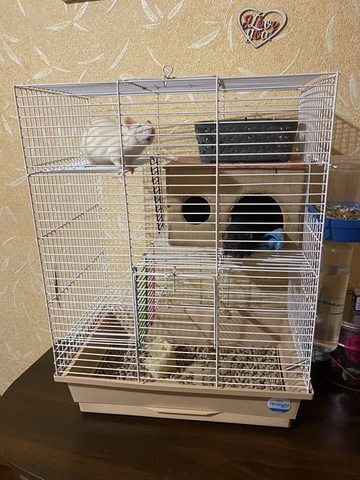 Продам крыс с клеткой