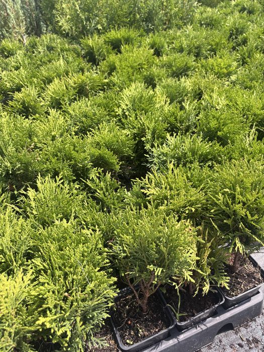 Tuja  Thuja occ. Danica kulka P9. Producent