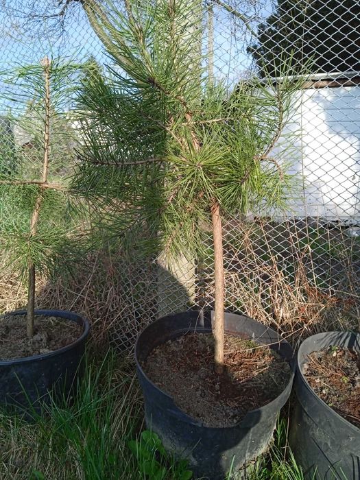 sosna , choinka sosna do posadzenia