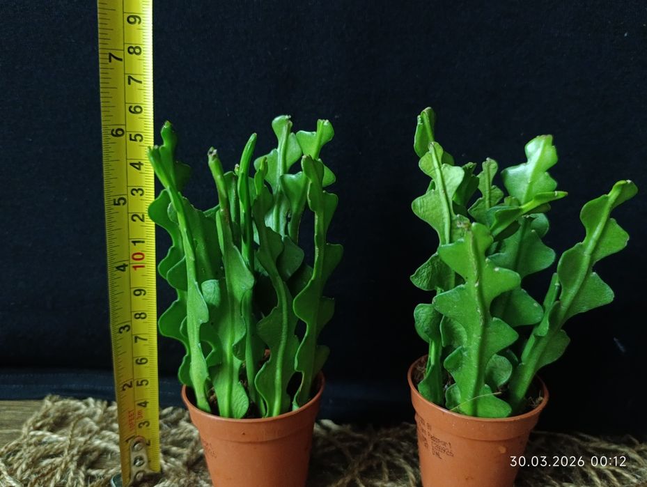 Epiphyllum anguliger,