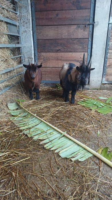 Vendo casal de cabritos anões