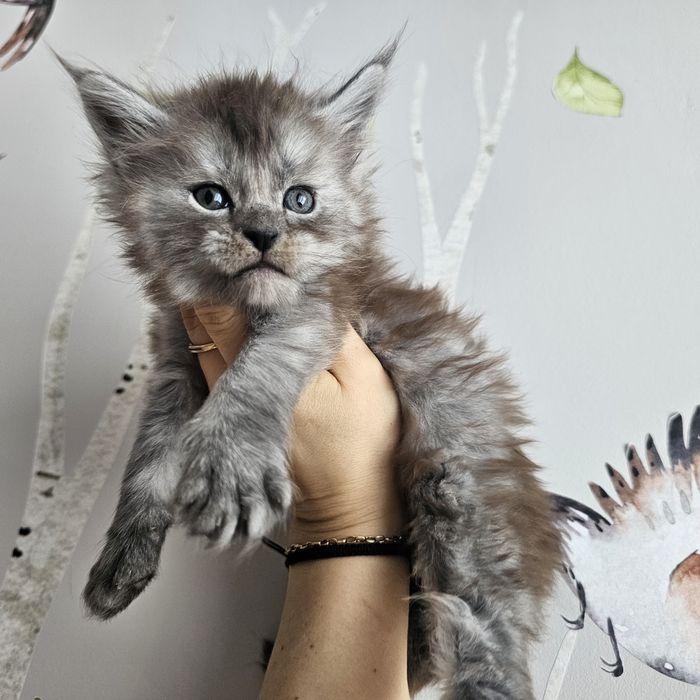 Koteczka   Maine coon rodowód FPL hodowlana