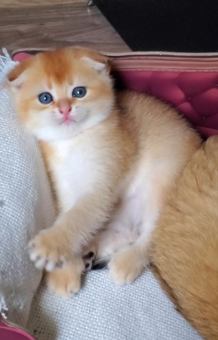 Ласковые и ручные детки. Котята золотая шиншилла.