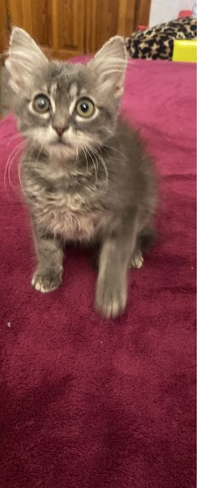 Шотландский мальчик