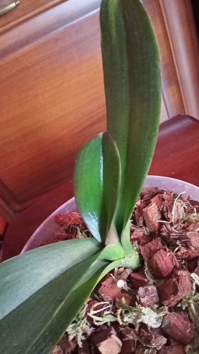 Орхідея фаленопсис