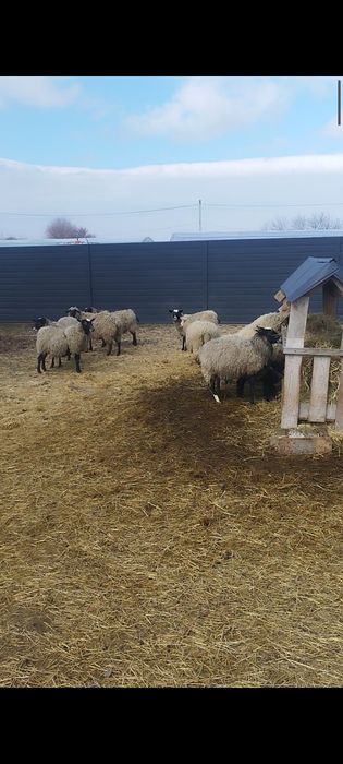 Вівці овечки ягнята романівської породи