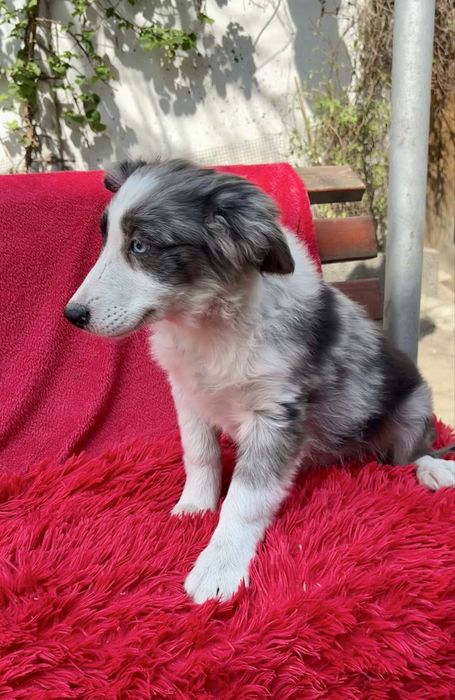 Border collie-suczka