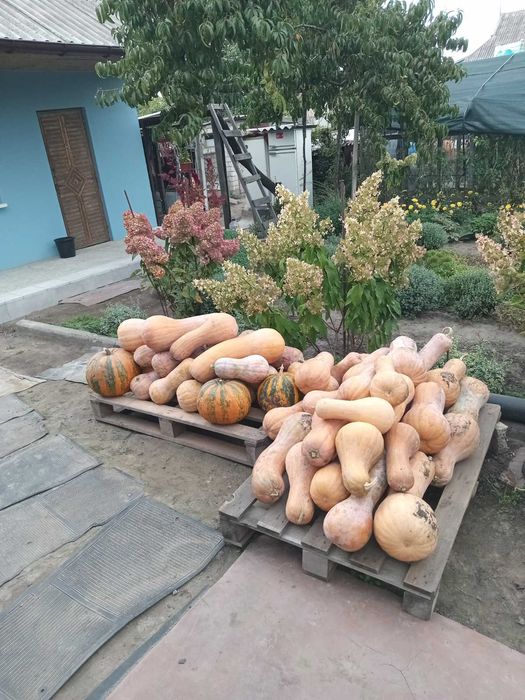 Продам кабаки,  гарбузи