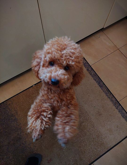 Pudel  Toy  suczka