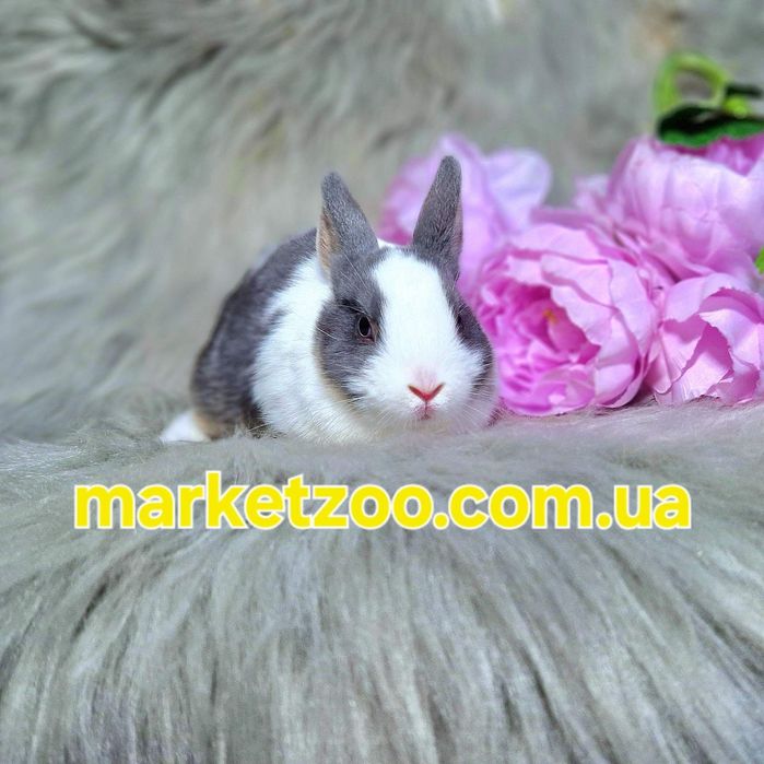 Карликовий кролик,карликове кроленя,карликовый, Нідерландський Netherl