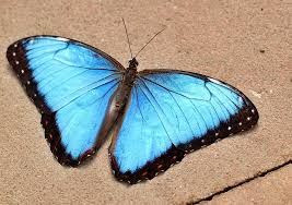 5 żywych poczwarek Morpho Peleides. WYSYŁKA!!!