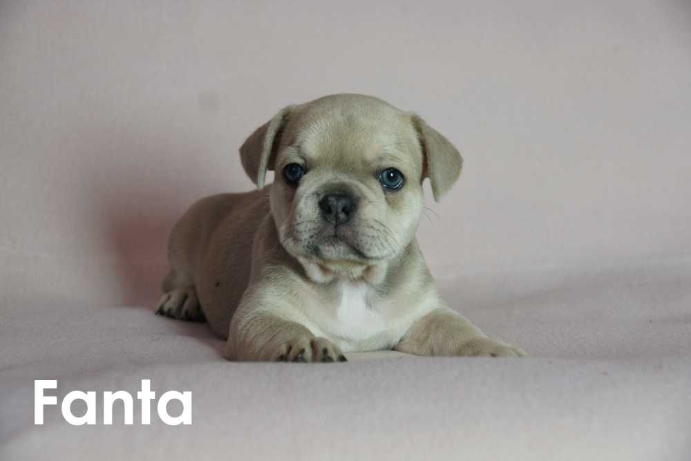 Do sprzedania buldog francuski Suczka