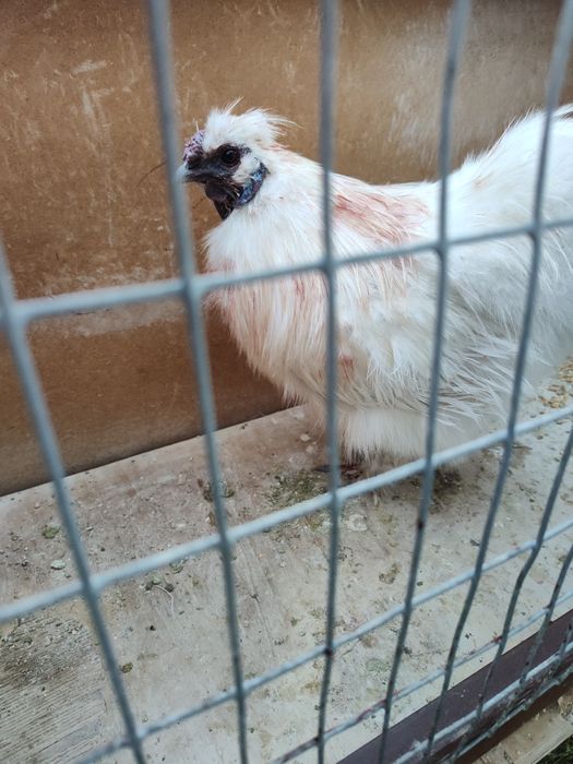 Galinhas raça troca