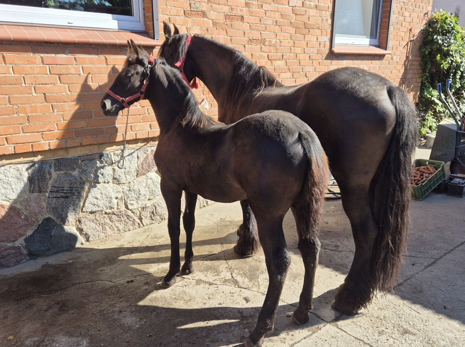 Koń Klacz Fryzyjska