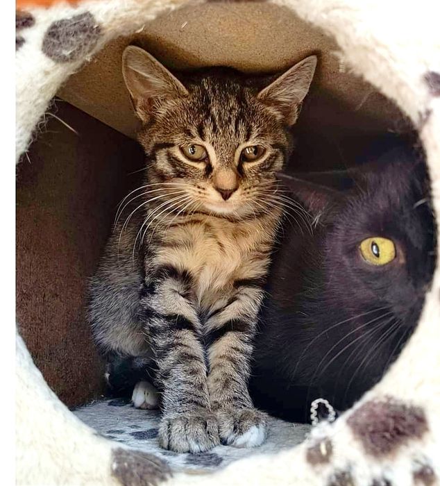 Kociaki, dwóch pręgowanych chłopców