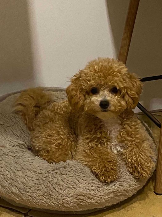 Bichpoo, Bichon Frise/Pudel TOY. SUCZKA, oboje rodzice FCI.