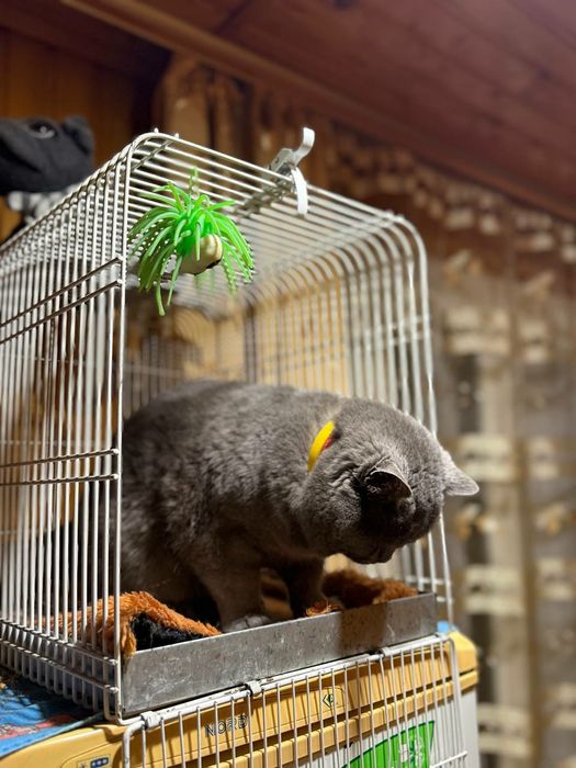 Для в'язки Шотланський Кіт Скоттіш-страйт .