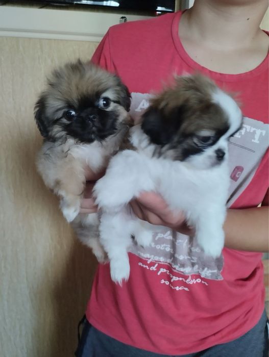 Продам цуценят Пекінесиків