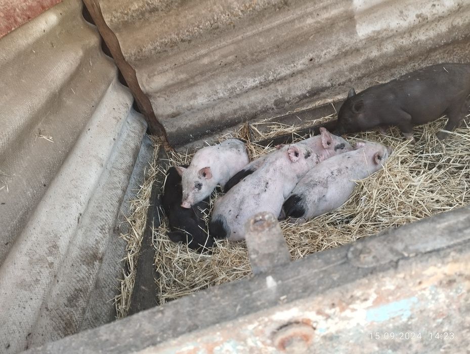 Продам "В'єтнамський поросят 1 місяць 3 неділі