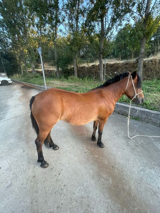 Vendo égua de 115 a 120 cm