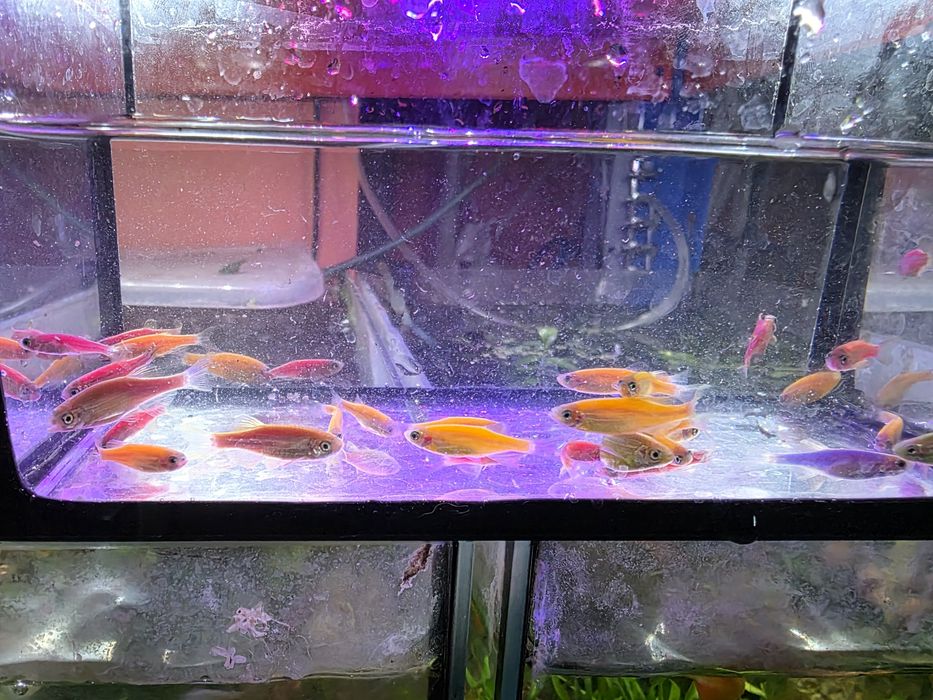 Danio pręgowane mix