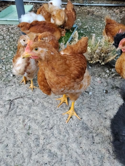 Kogut Rossa 7 tygodni dostępne 4 sztuki