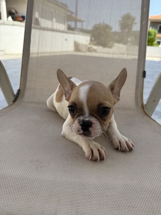 Bulldog francês menina