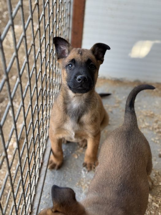 Pastor Belga Malinois